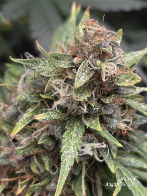 White Widow X Crystal Meth Outside 2026. Week 15