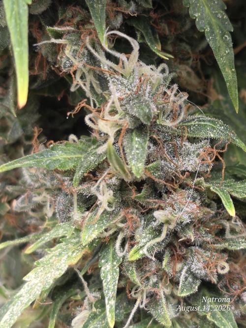 White Widow X Crystal Meth Outside 2026. Week 15