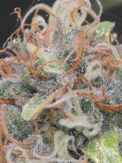 White Widow X Crystal Meth Outside 2026. Week 15