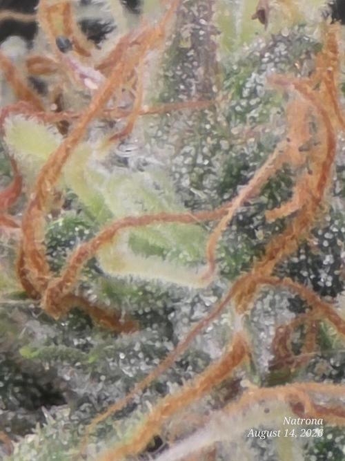 White Widow X Crystal Meth Outside 2026. Week 15