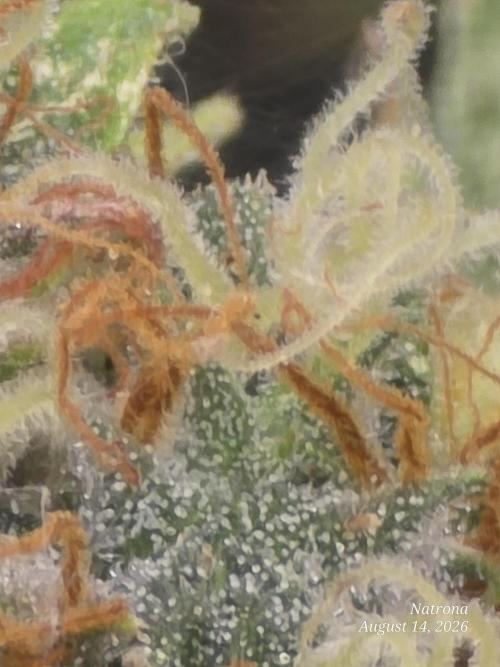 White Widow X Crystal Meth Outside 2026. Week 15