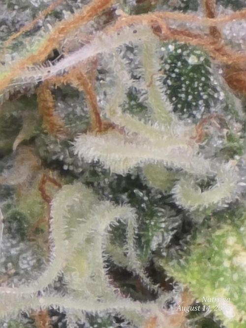 White Widow X Crystal Meth Outside 2026. Week 15