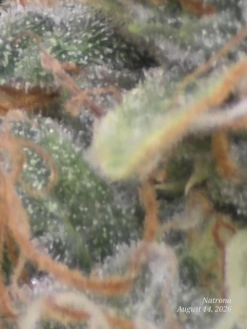 White Widow X Crystal Meth Outside 2026. Week 15