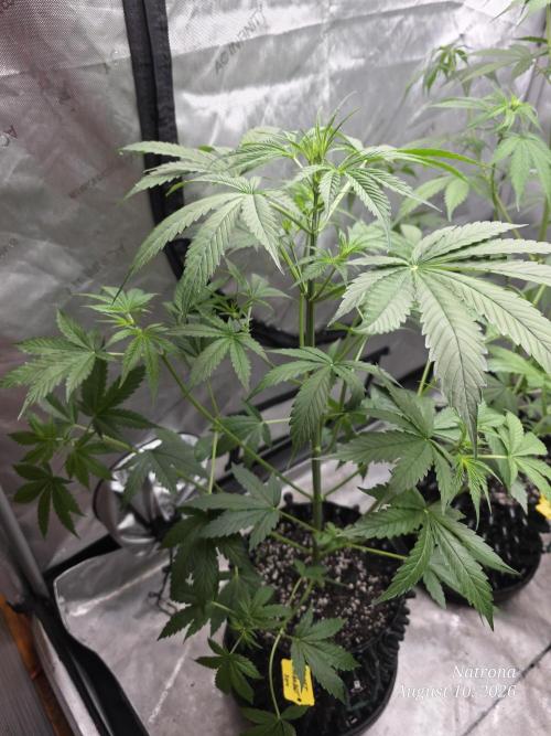 Sunset Sherbet auto. Week 5
