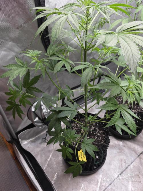 Sunset Sherbet auto. Week 5