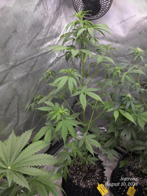 Sunset Sherbet auto. Week 5