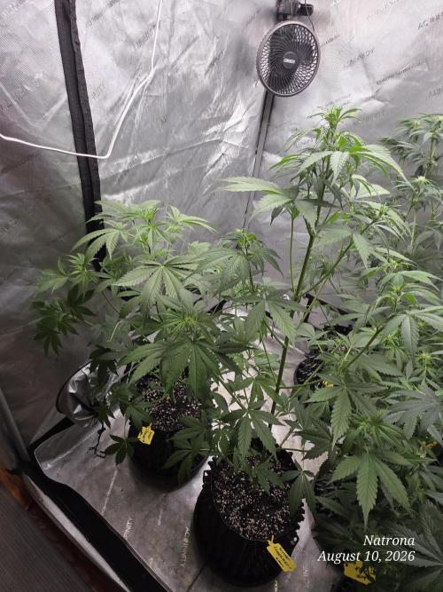 Sunset Sherbet auto. Week 5