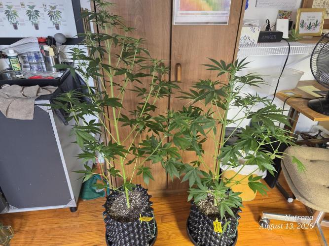 Sunset Sherbet auto. Week 5