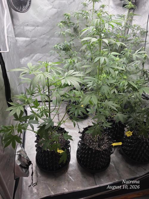 Sunset Sherbet auto. Week 5