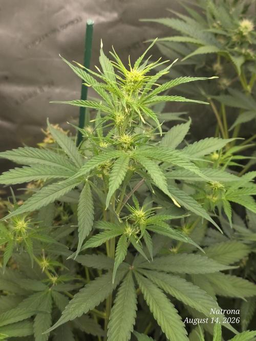 Sunset Sherbet auto. Week 5