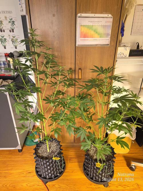 Sunset Sherbet auto. Week 5