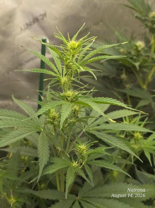 Sunset Sherbet auto. Week 5