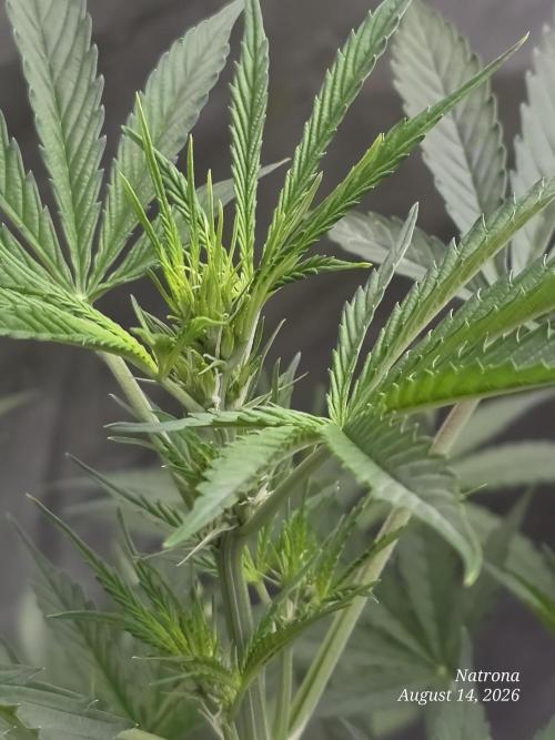 Sunset Sherbet Auto. Week 5