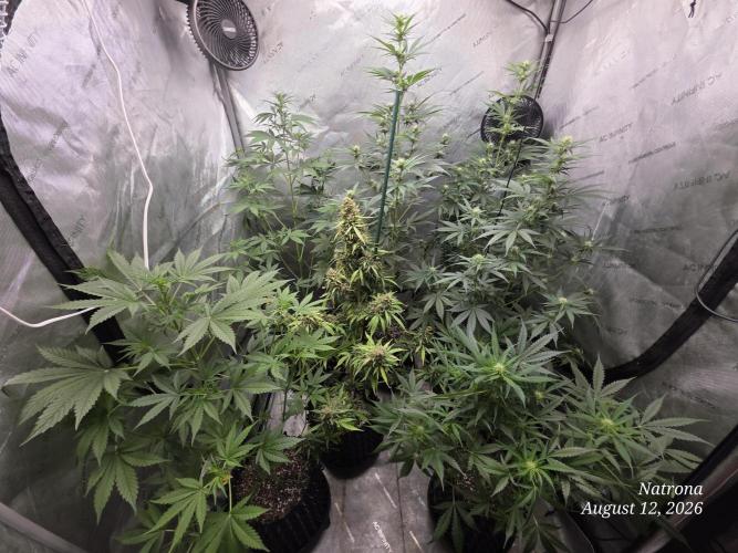 Sunset Sherbet auto. Week 5