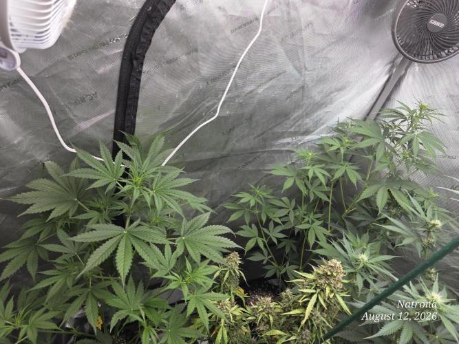 Sunset Sherbet auto. Week 5