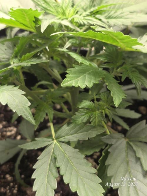 Tutankhamon Fast-Nokotech Simplex. Week 2
