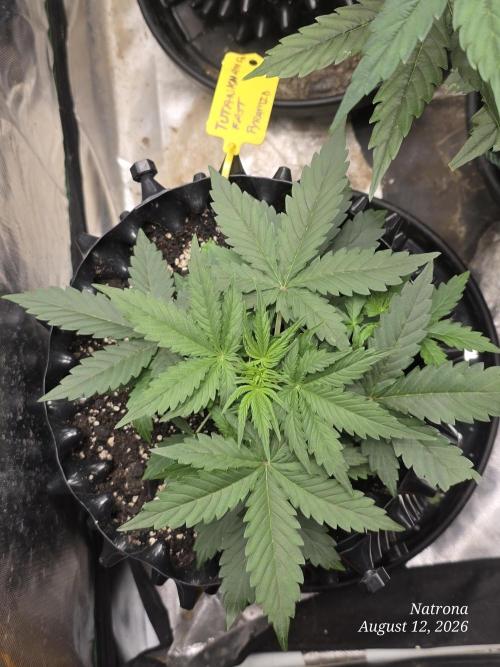 Tutankhamon Fast-Nokotech Simplex. Week 2
