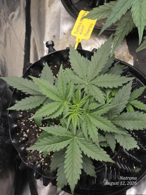 Tutankhamon Fast-Nokotech Simplex. Week 2