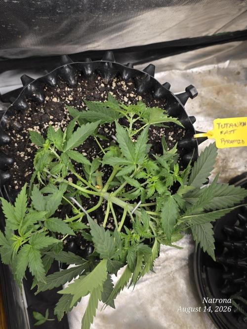 Tutankhamon Fast-Nokotech Simplex. Week 2 - LST