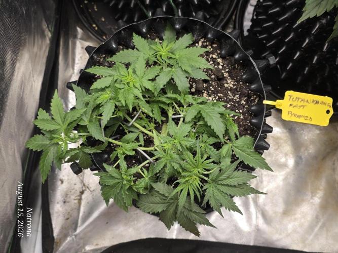 Tutankhamon Fast-Nokotech Simplex. Week 2 - More LST