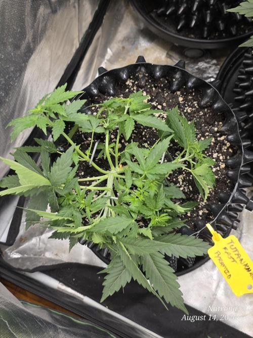 Tutankhamon Fast-Nokotech Simplex. Week 2