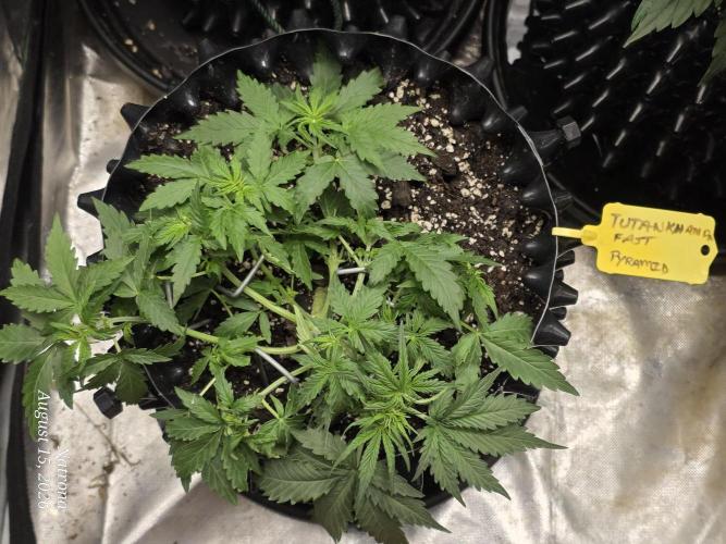 Tutankhamon Fast-Nokotech Simplex. Week 2