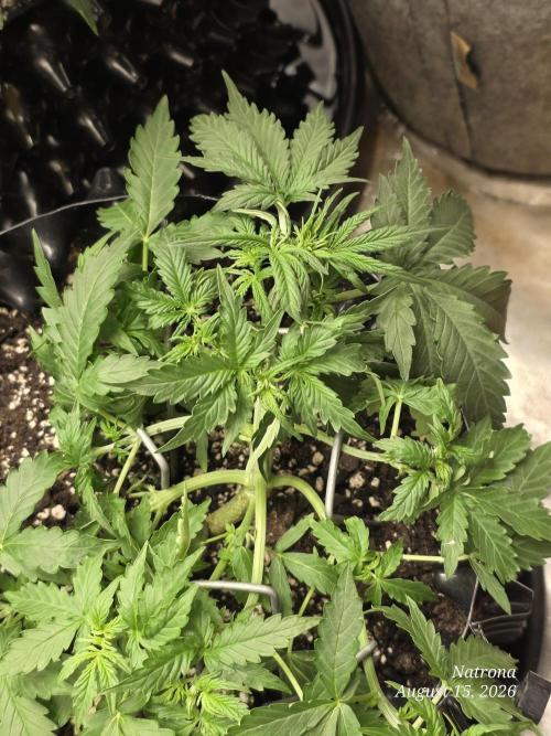 Tutankhamon Fast-Nokotech Simplex. Week 2