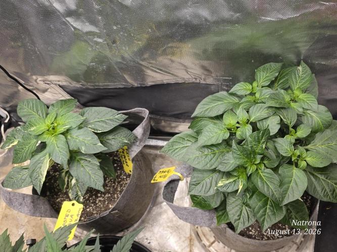Tutankhamon Fast-Nokotech Simplex. Week 2 - Fish peppers