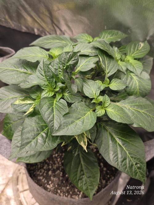 Tutankhamon Fast-Nokotech Simplex. Week 2