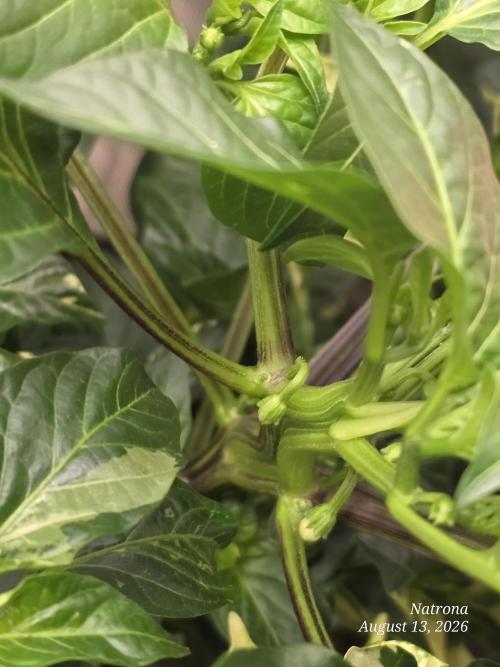 Tutankhamon Fast-Nokotech Simplex. Week 2