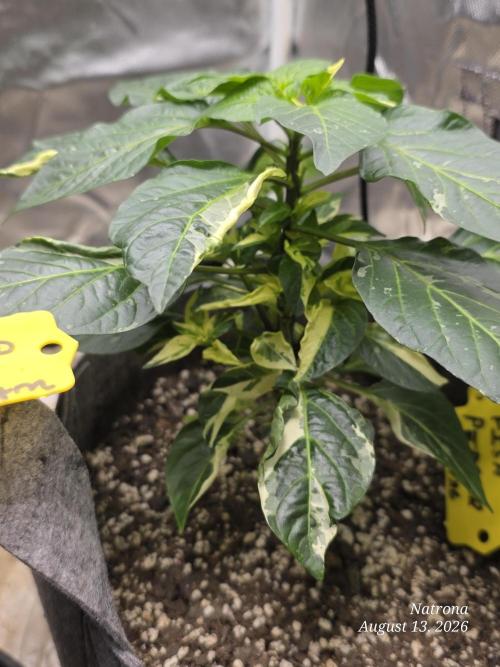 Tutankhamon Fast-Nokotech Simplex. Week 2 - Variegated 