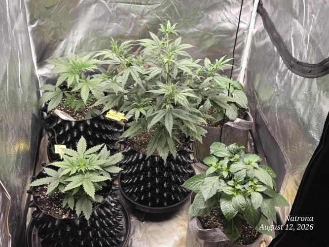 Tutankhamon Fast-Nokotech Simplex. Week 2