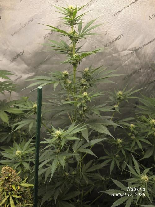 Auto Wappa. Week 6