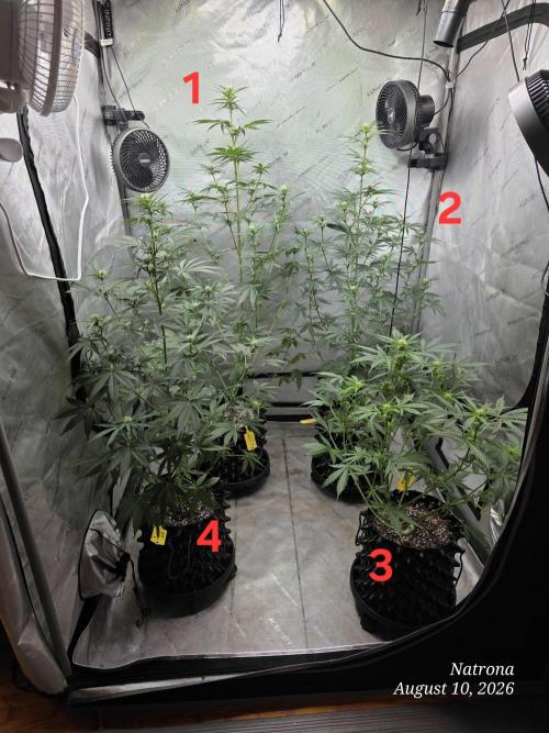 Auto Wappa. Week 6