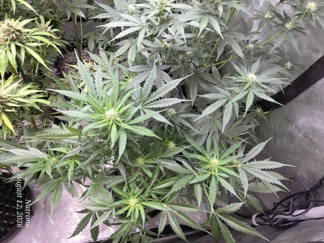 Auto Wappa. Week 6 - 3