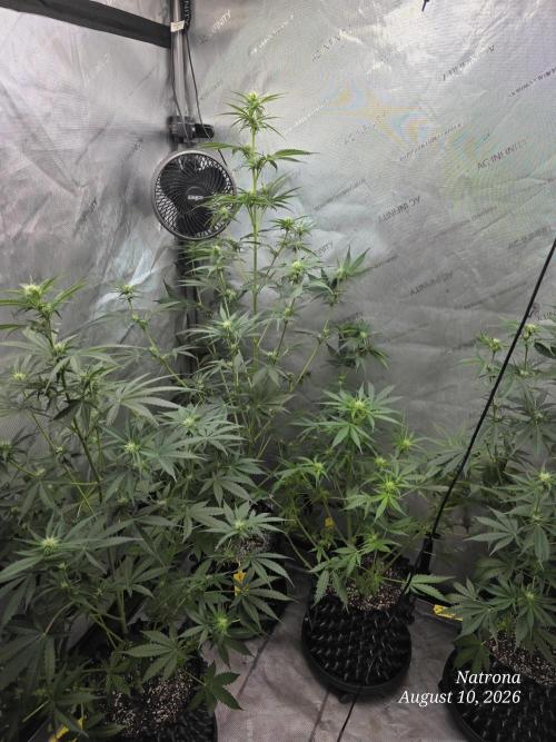 Auto Wappa. Week 6 - #1