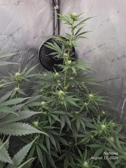 Auto Wappa. Week 6 - 2