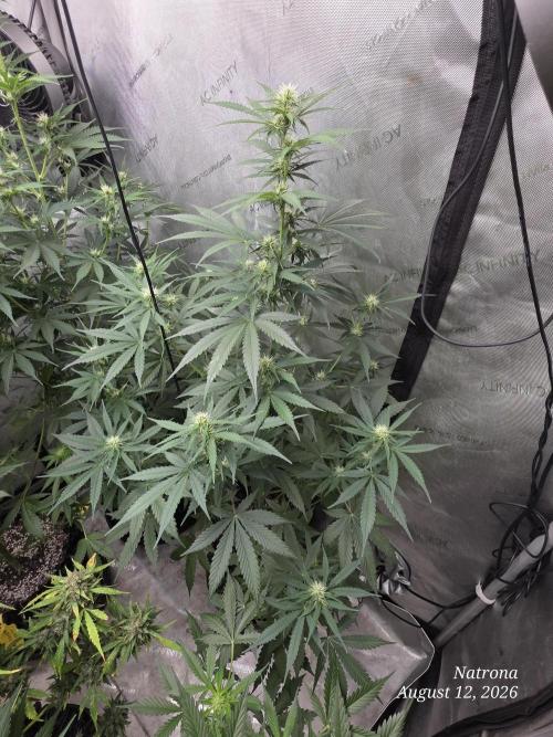 Auto Wappa. Week 6 - 4
