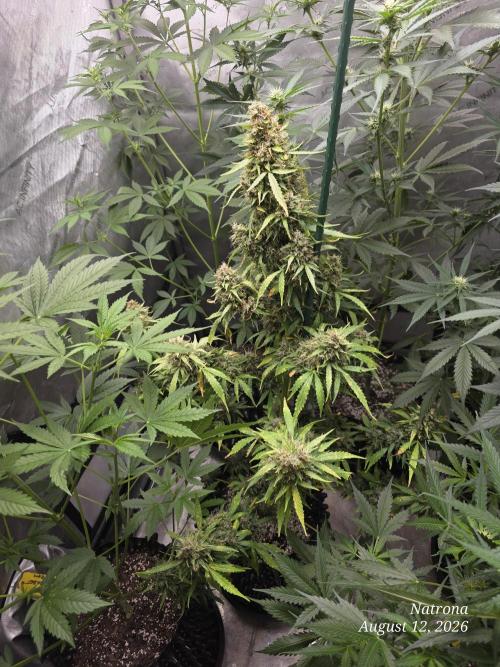 Auto Wappa. Week 6