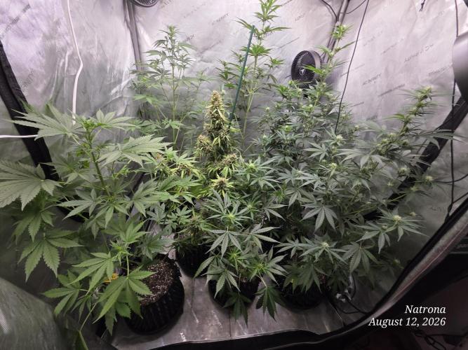 Auto Wappa. Week 6