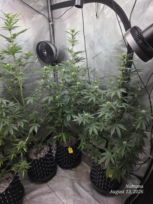 Auto Wappa. Week 6