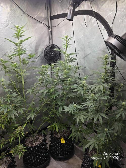 Auto Wappa. Week 6