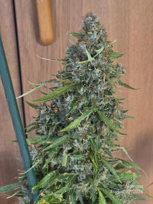 White Widow X Crystal Meth Outside 2026. Week 16