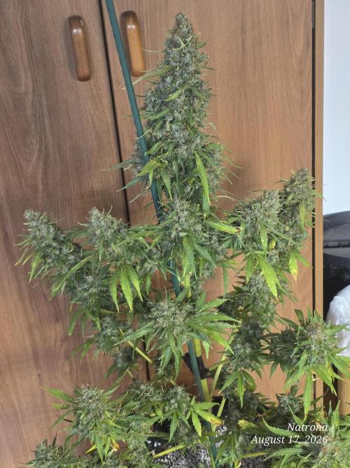 White Widow X Crystal Meth Outside 2026. Week 16