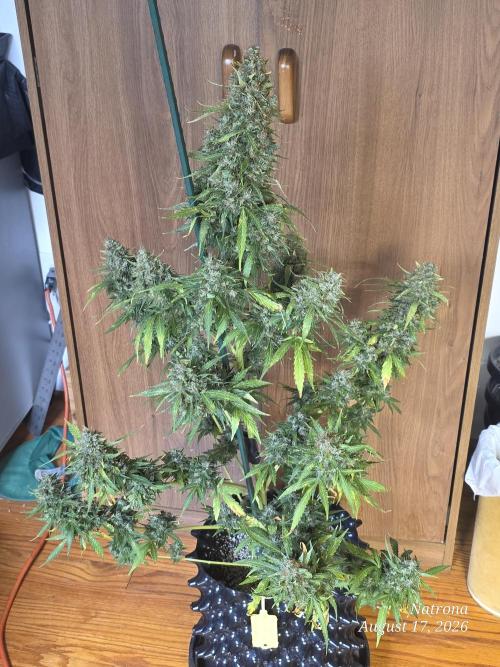 White Widow X Crystal Meth Outside 2026. Week 16