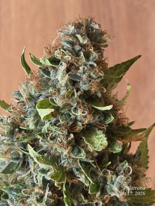 White Widow X Crystal Meth Outside 2026. Week 16