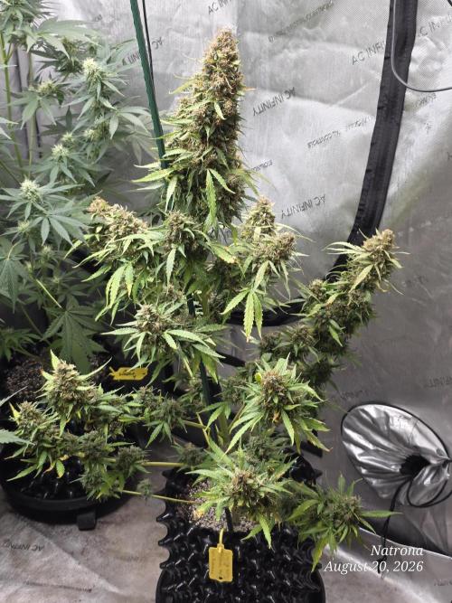 White Widow X Crystal Meth Outside 2026. Week 16