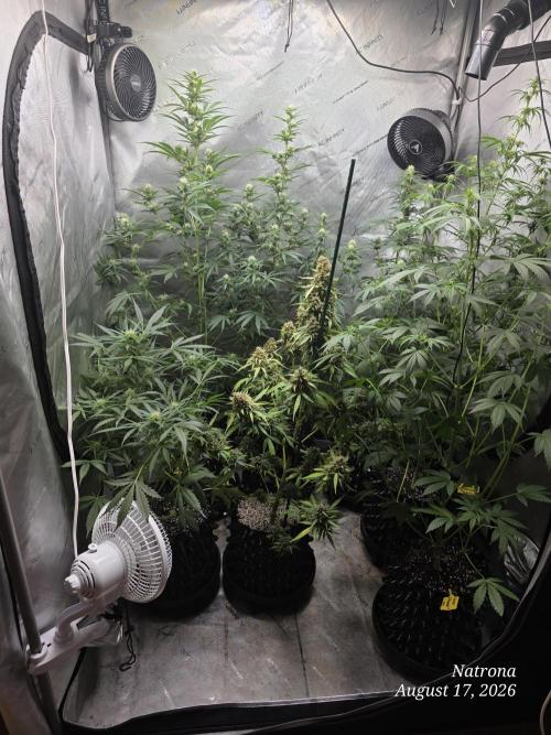White Widow X Crystal Meth Outside 2026. Week 16