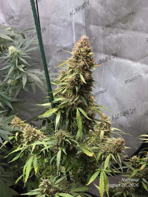 White Widow X Crystal Meth Outside 2026. Week 16