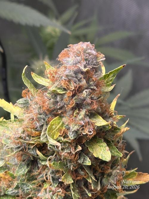 White Widow X Crystal Meth Outside 2026. Week 16